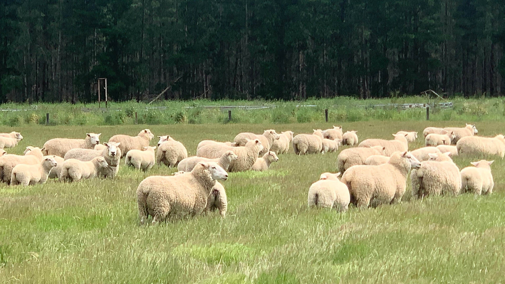 Sheep Scan Australia - Back in the field