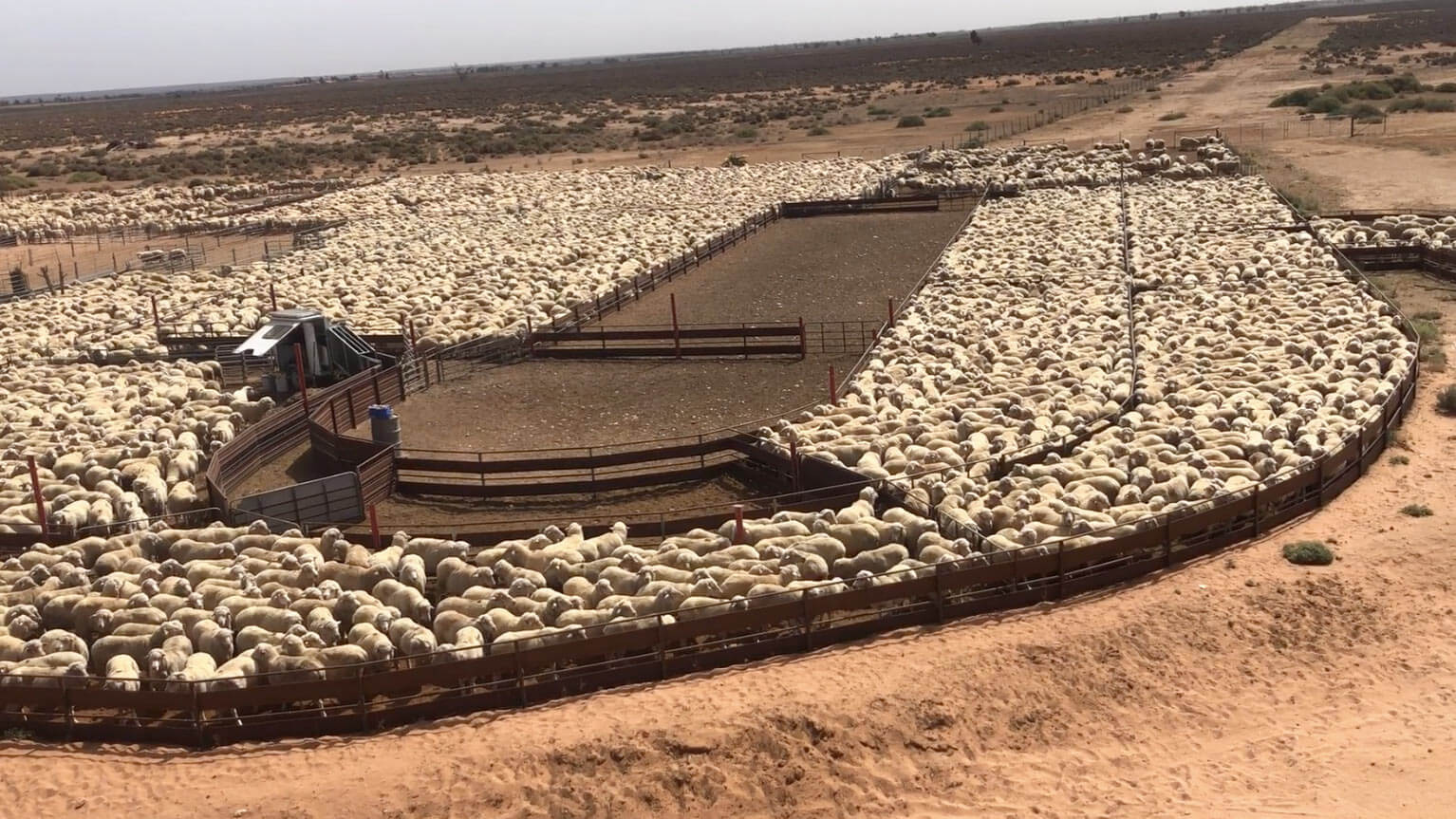 Sheep Scan Australia - Pregnancy Scanning at Scale