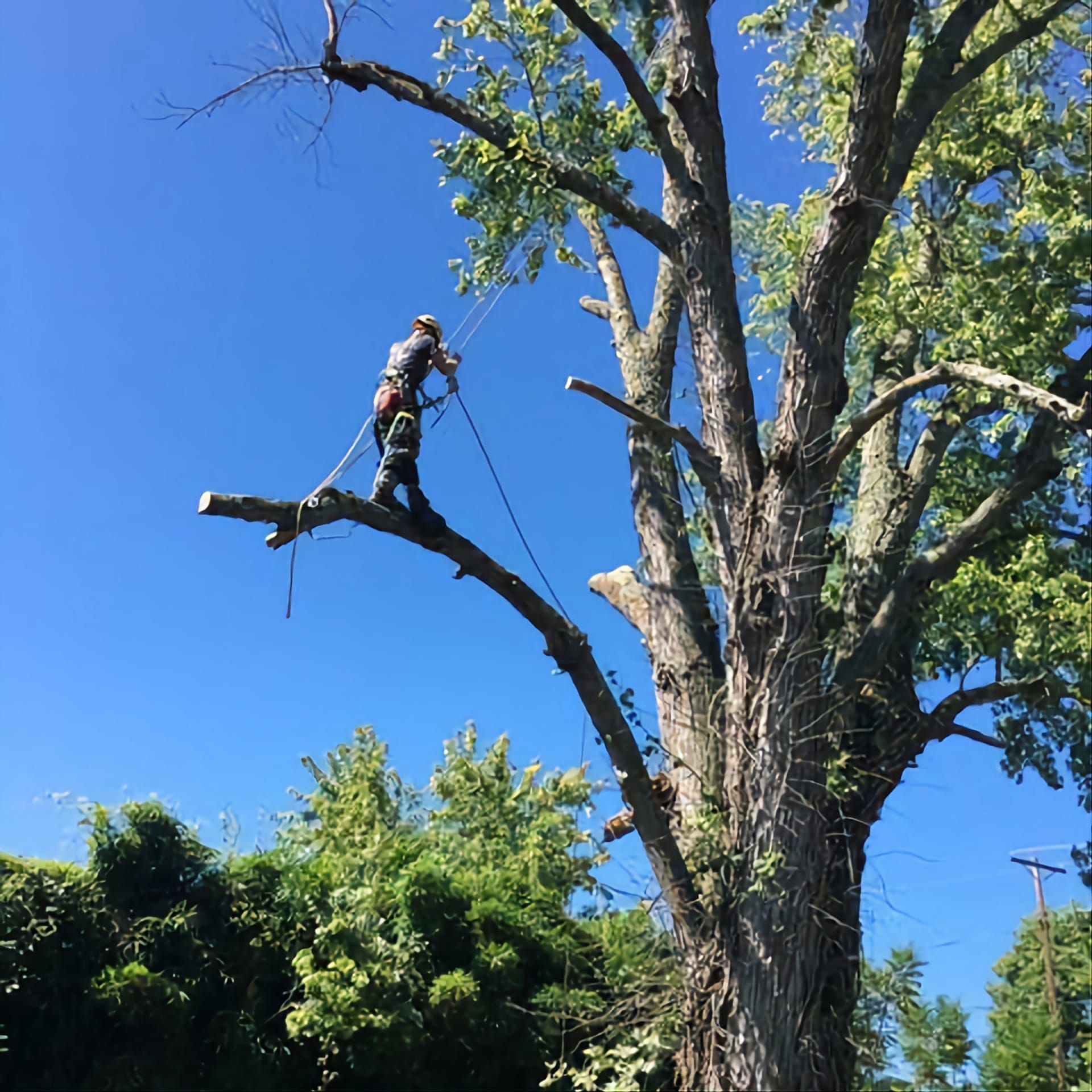 removing a tree branch