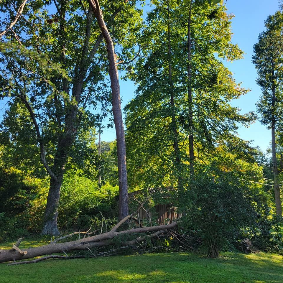 fallen tree in front of cabin
