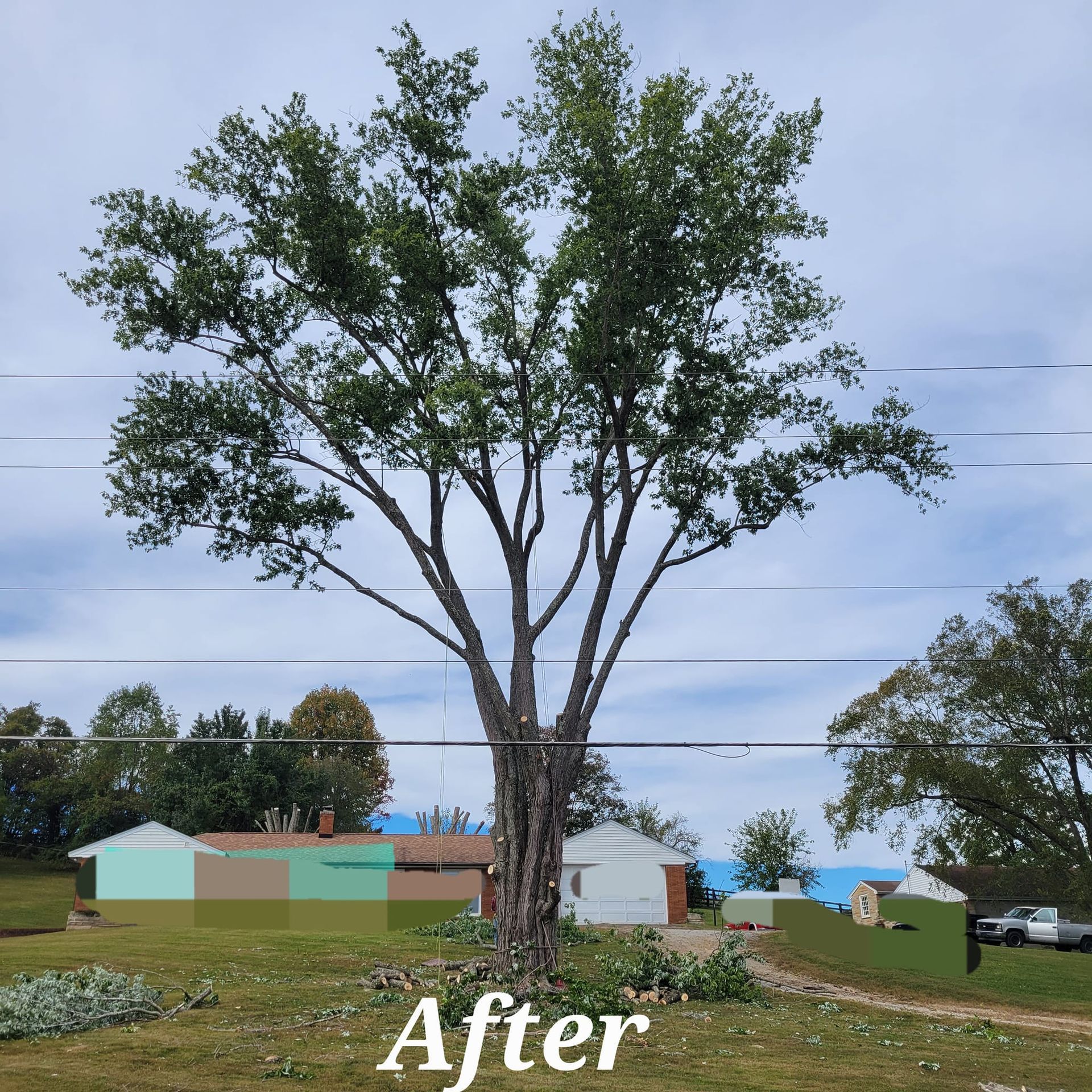 after tree trimming