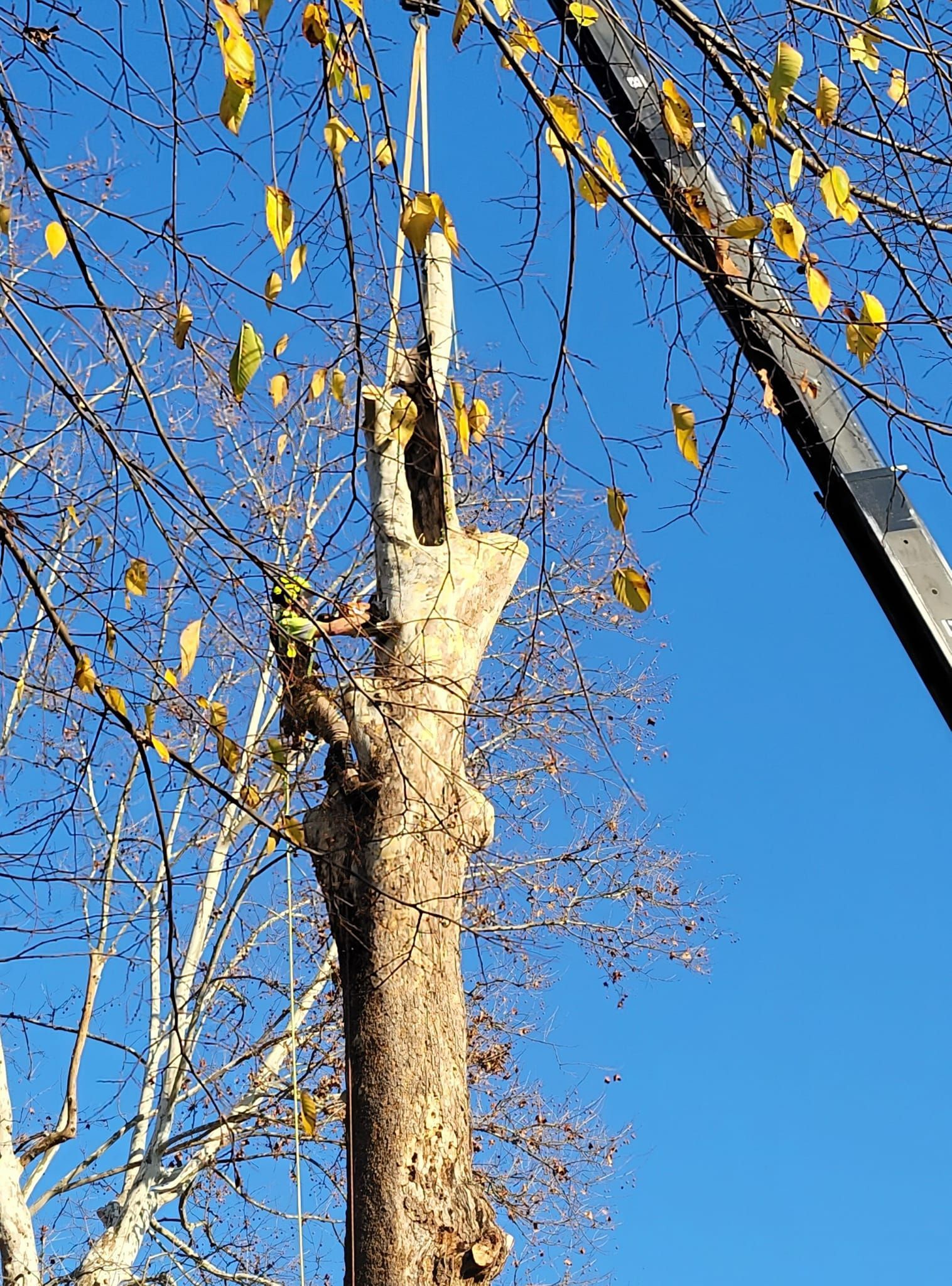 arborist cutting the treetop