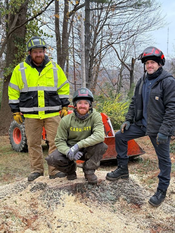 cutting a big tree