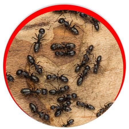 CONTROL DE PLAGAS INSECTICIDAS Y FUMIGACIONES - Hormigas