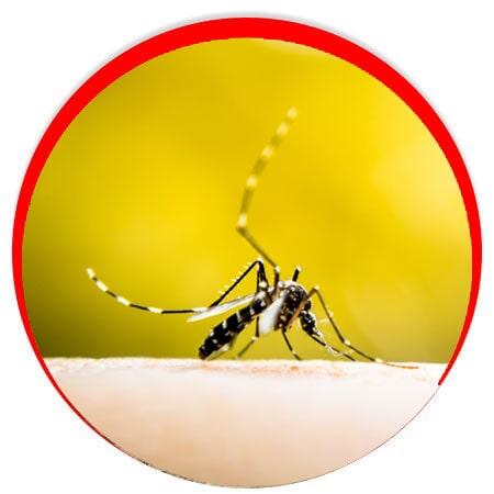 CONTROL DE PLAGAS INSECTICIDAS Y FUMIGACIONES - Mosquitos