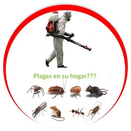 CONTROL DE PLAGAS INSECTICIDAS Y FUMIGACIONES - Arañas