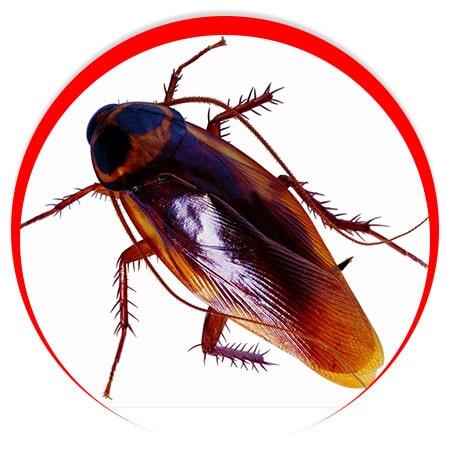 CONTROL DE PLAGAS INSECTICIDAS Y FUMIGACIONES - Cucarachas