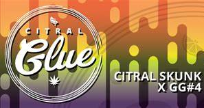 CITROL GLUE EXOTIC CANNABIS STRAIN
