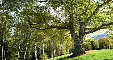 Landscaping — Trees in the Forest in Cleveland, OH