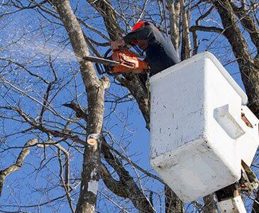 Tree Crane Service — Man Trimming Trees in Cleveland, OH