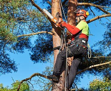 Tree Pruning — Arborist at Work in Cleveland, OH