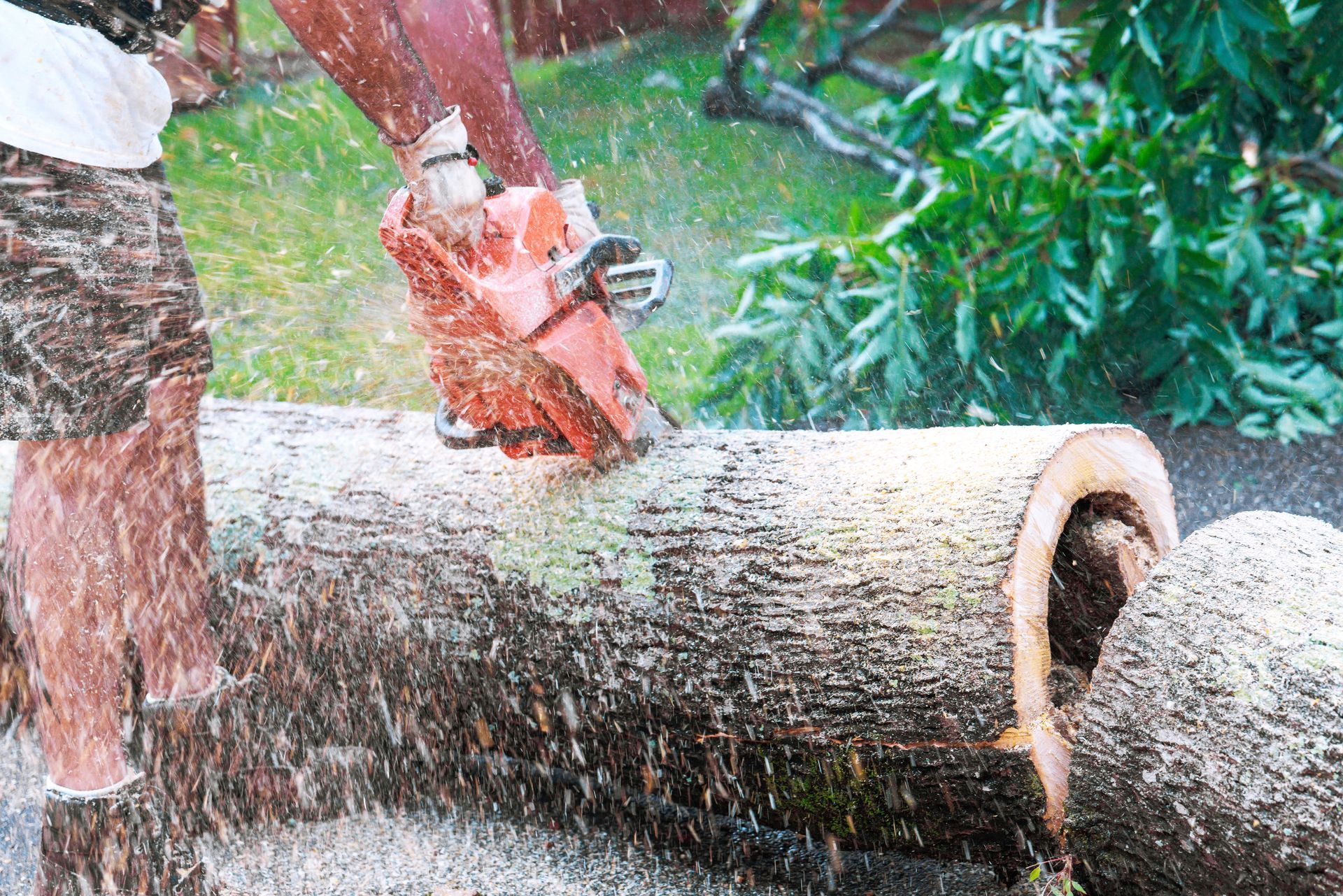 A partial view of an arborist using a chainsaw to slice through a large tree trunk in a backyard. A partial view of an arborist using a chainsaw to slice through a large tree trunk in a backyard.