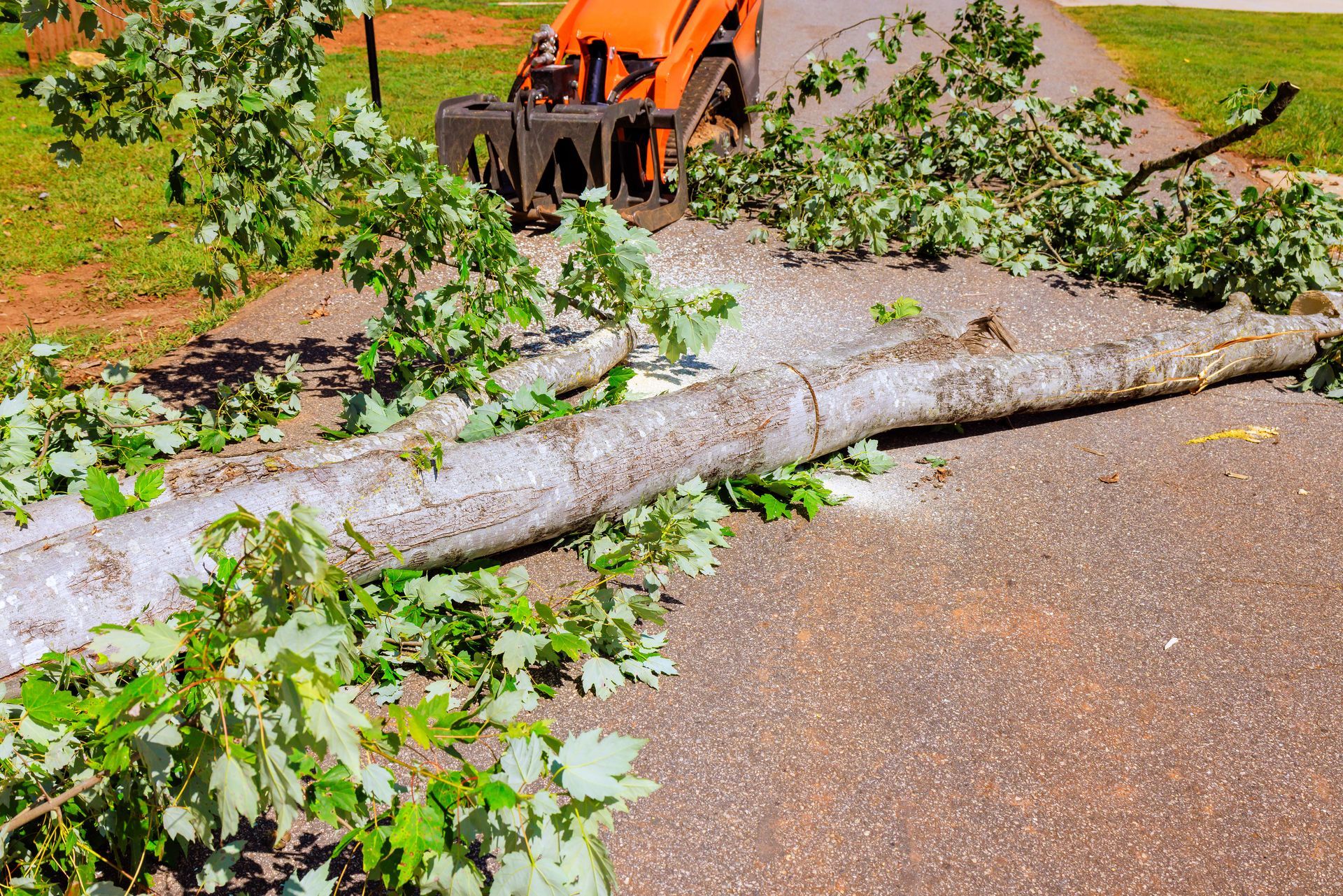 Fallen tree trunk on asphalt driveway, with branches and a wood chipper in the background.