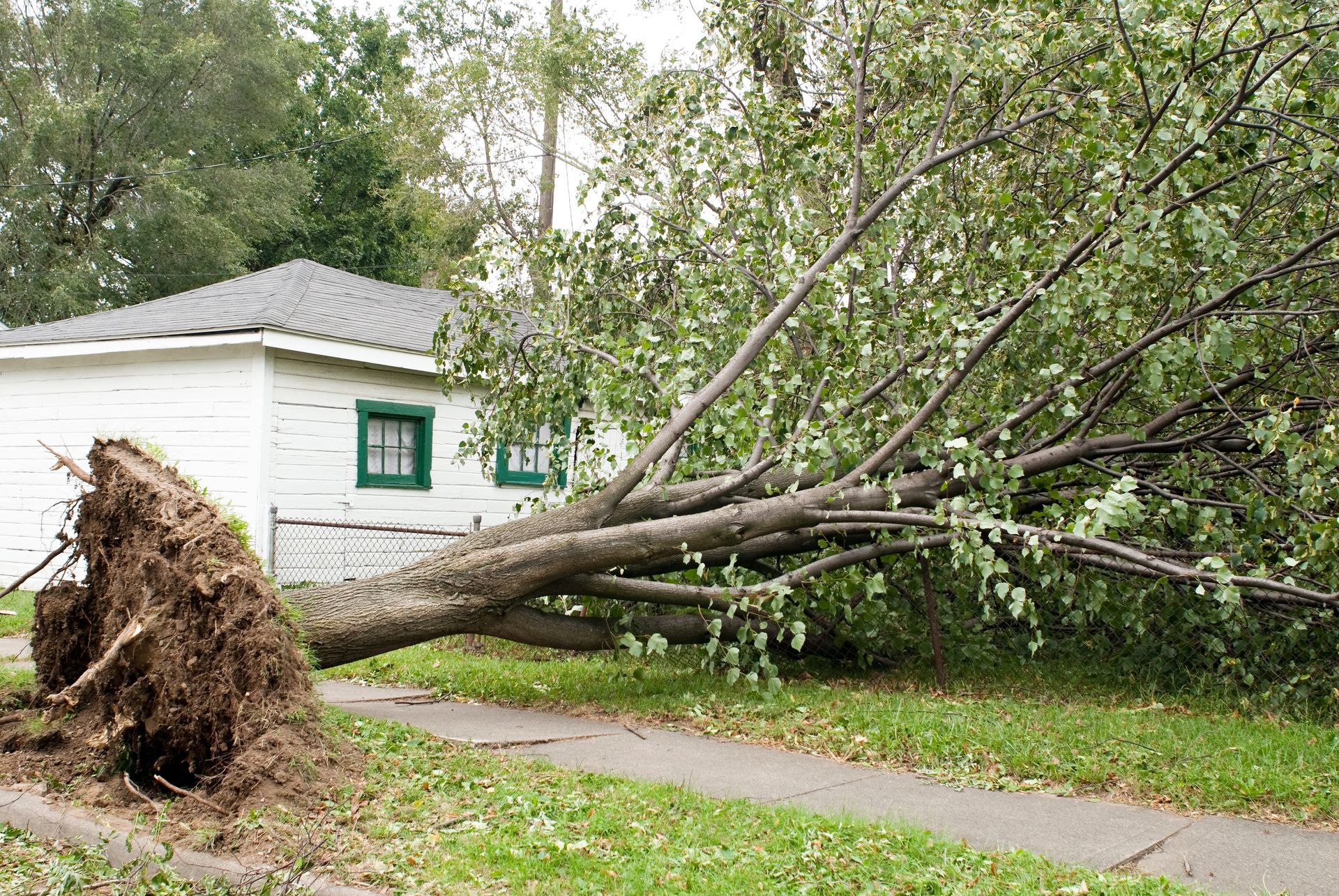 An uprooted large tree is lying on the side of a house because of a storm.