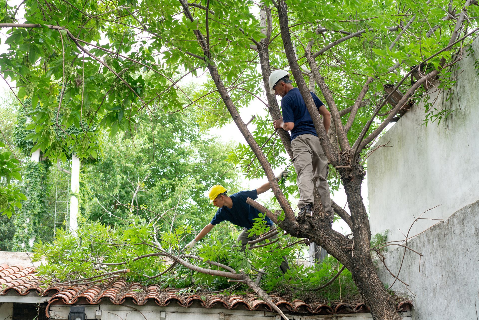 Two workers cutting the tree branches at a residential home and removing the branches from a roof