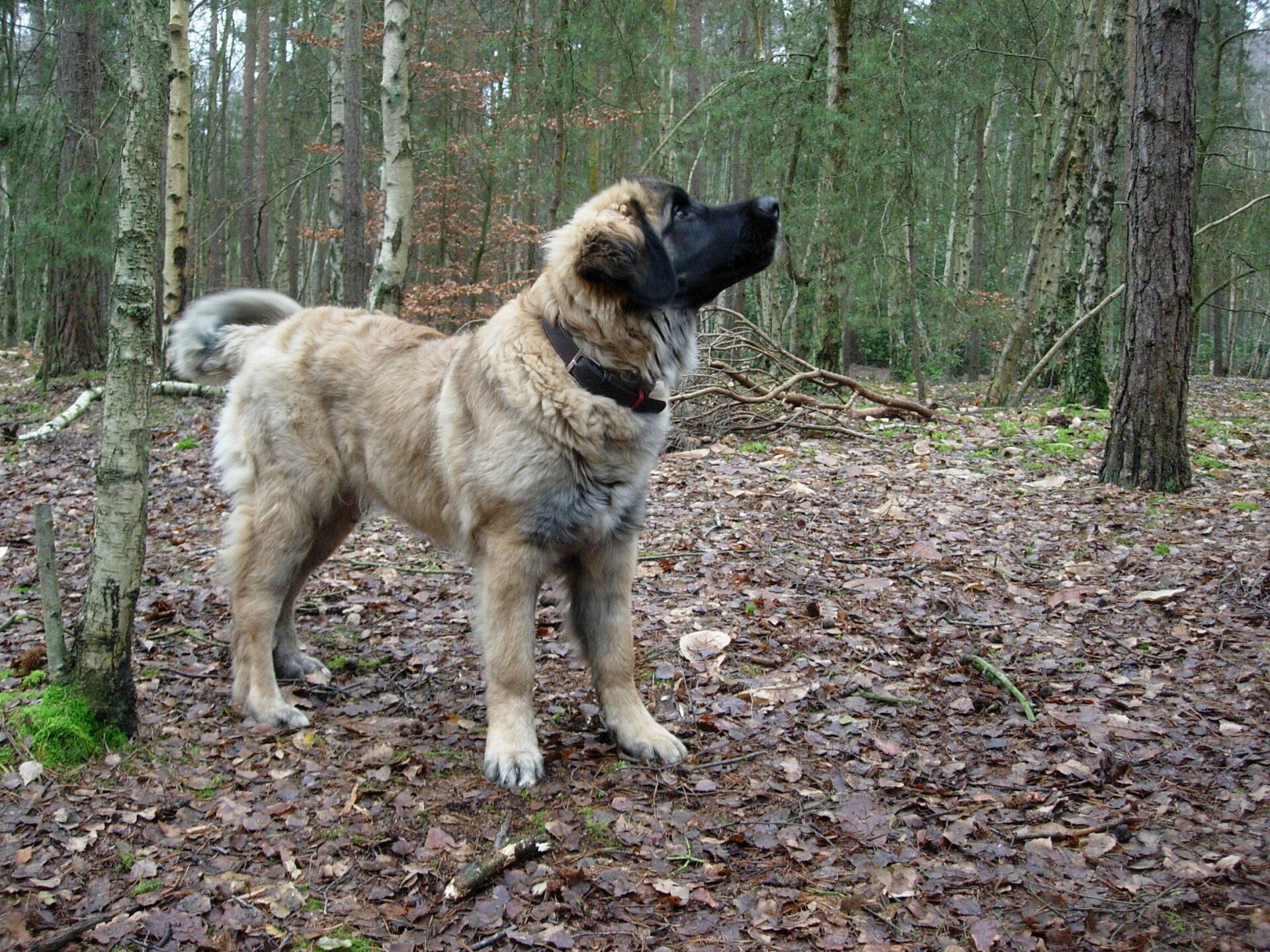 Specialist dog training