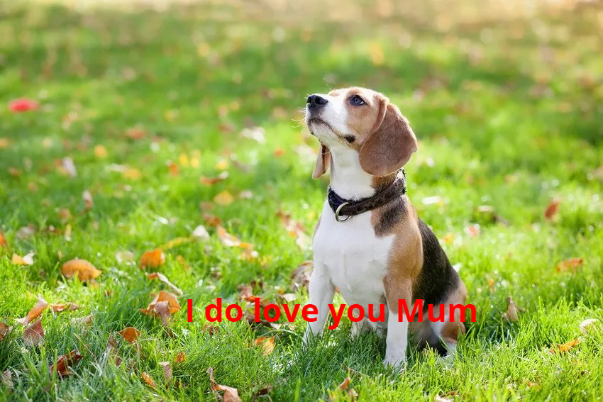 Training classes for you and your dog