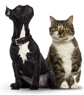 Black dog with a white chest, looking upward, next to a tabby cat, both sitting.