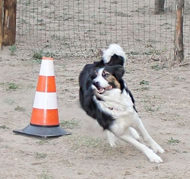 Prove olfattive per cani, Cesinali, AV