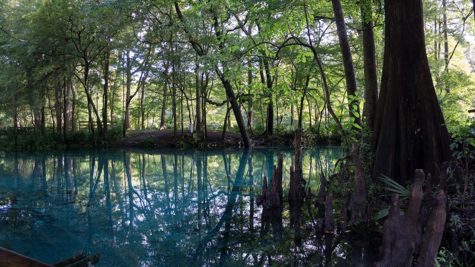 A lake in the middle of a forest with trees surrounding it.