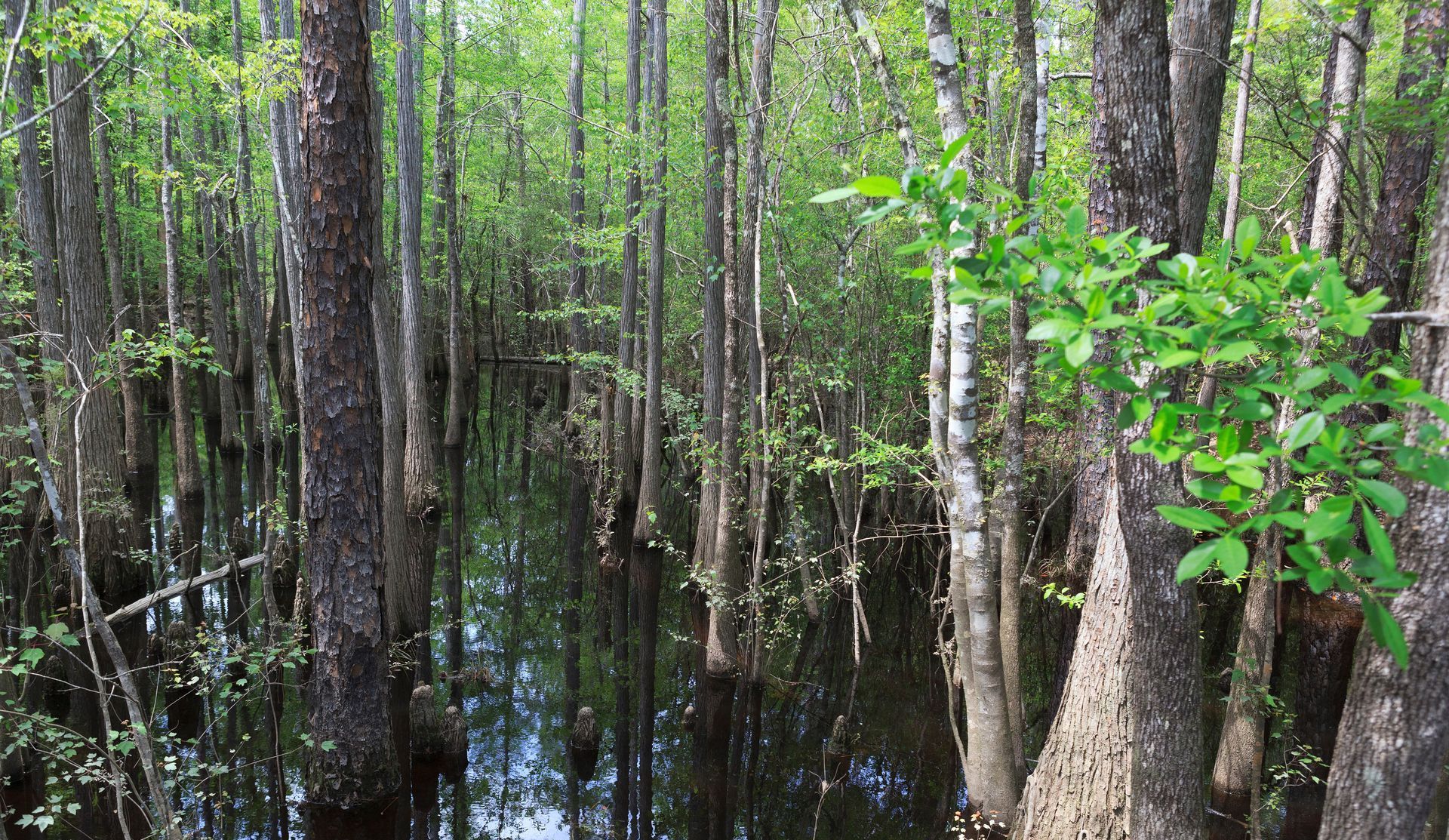 A swamp filled with lots of trees and water