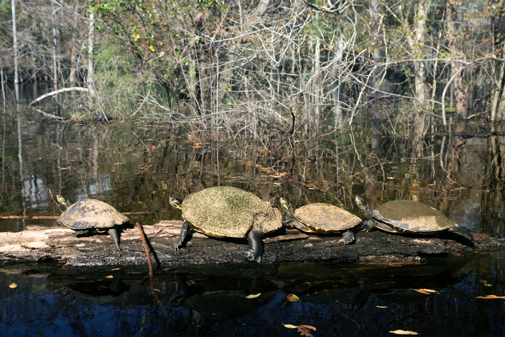 A group of turtles are standing on a log in the water.