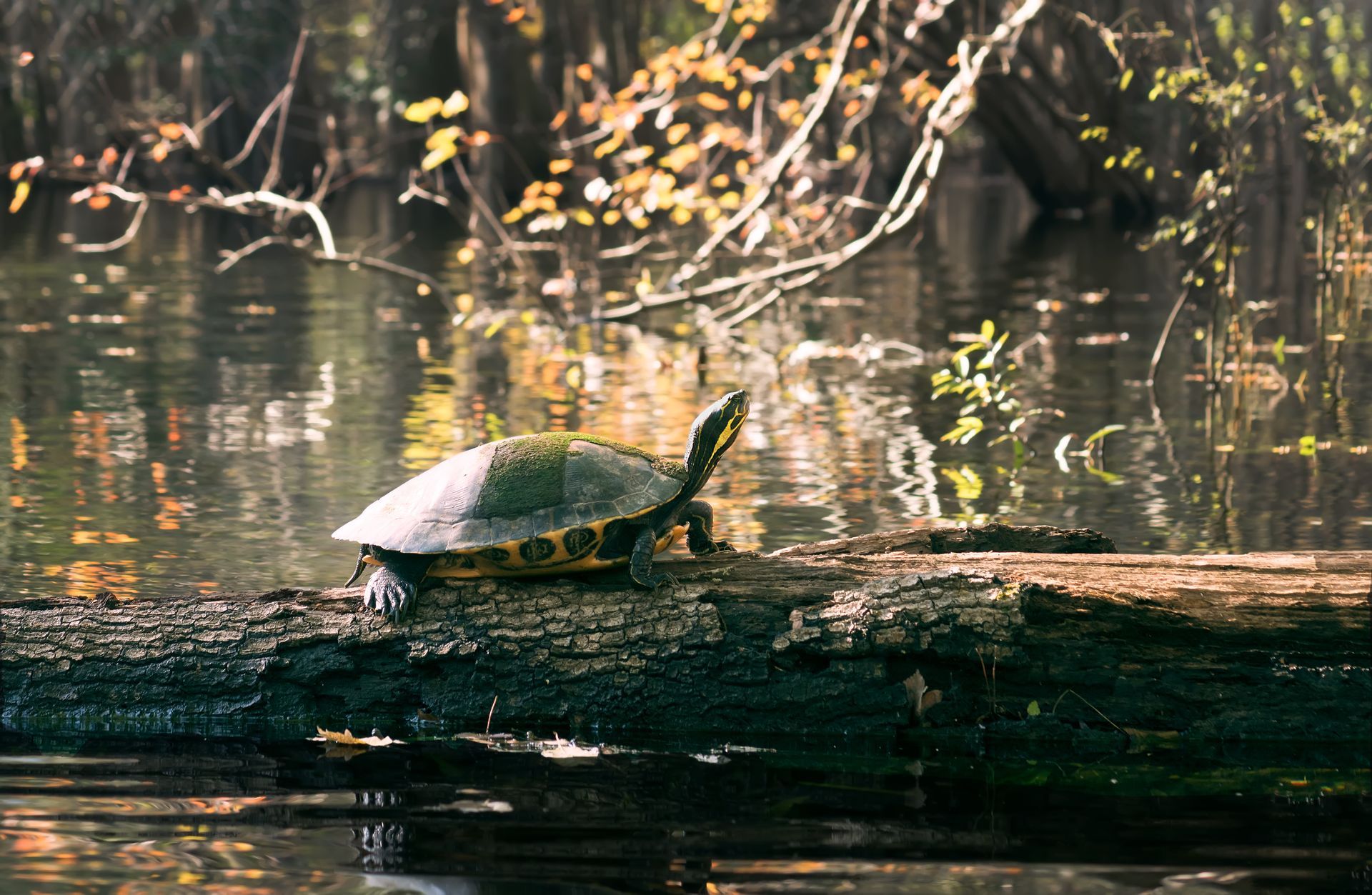 A turtle is sitting on a log in the water.