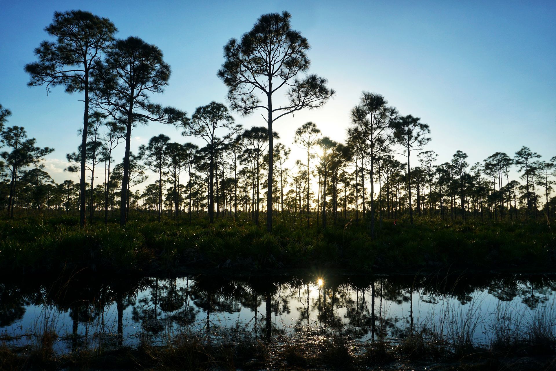 A swamp with trees silhouetted against a blue sky