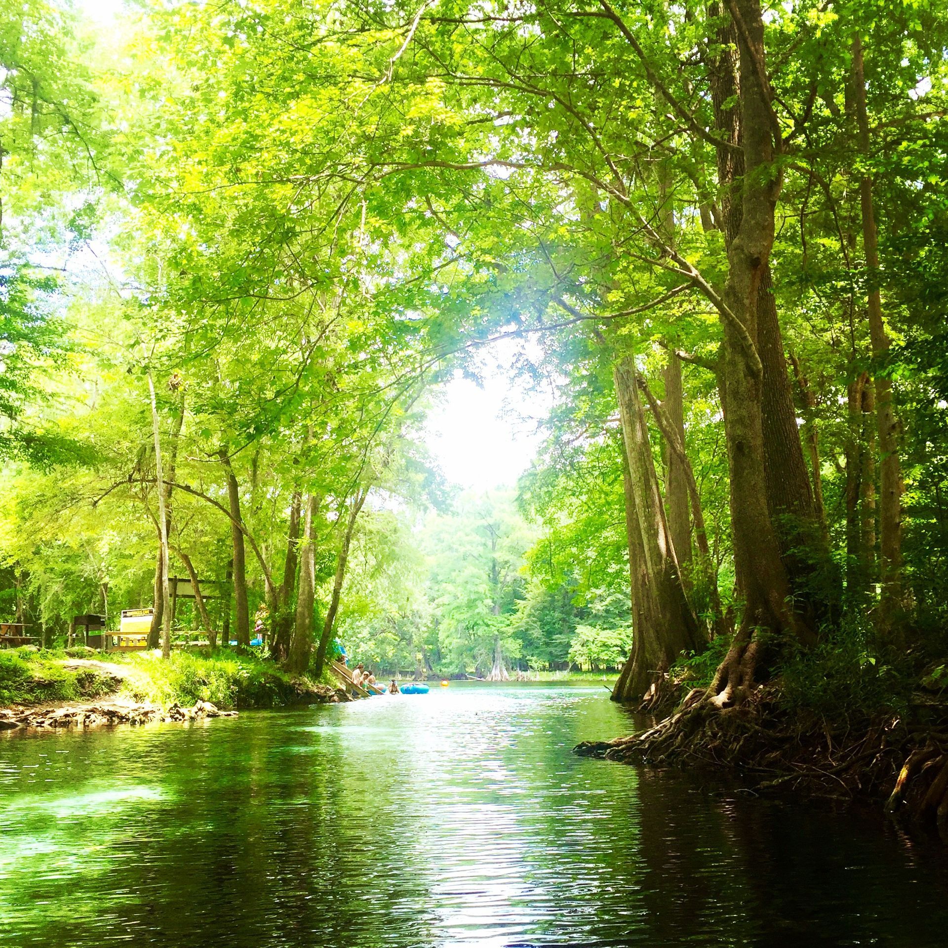 A river surrounded by trees on a sunny day
