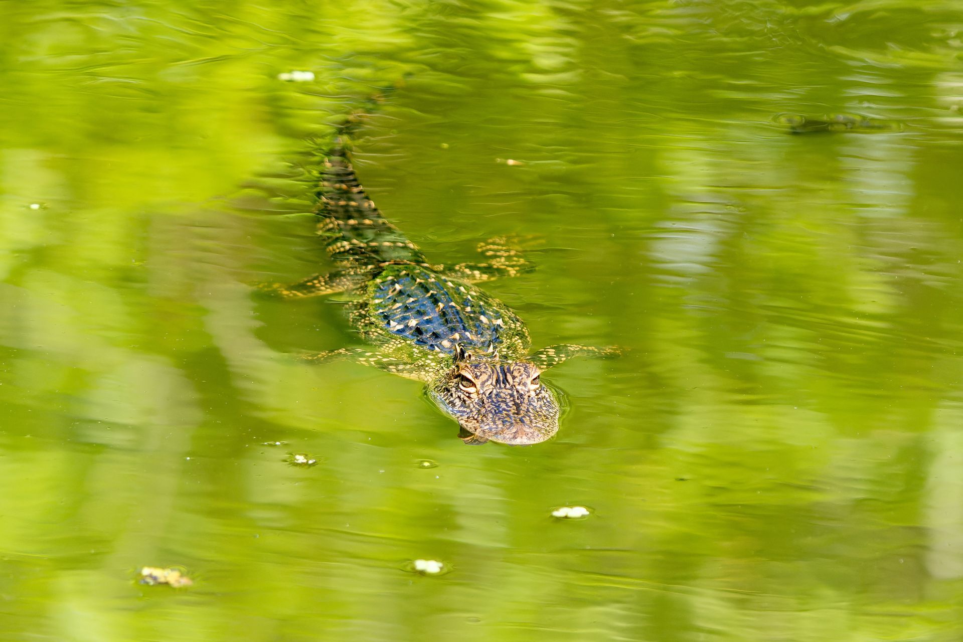 A small alligator is swimming in a pond.