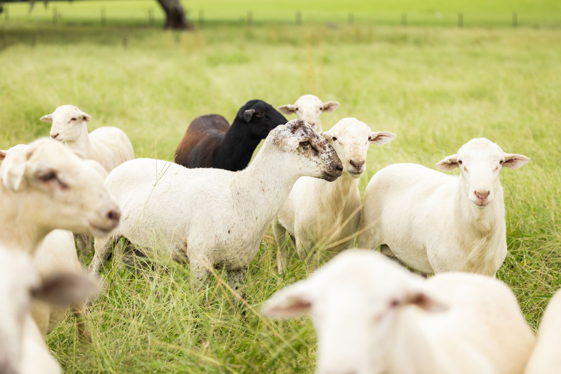 A sunset over a mountain range with a lot of fog