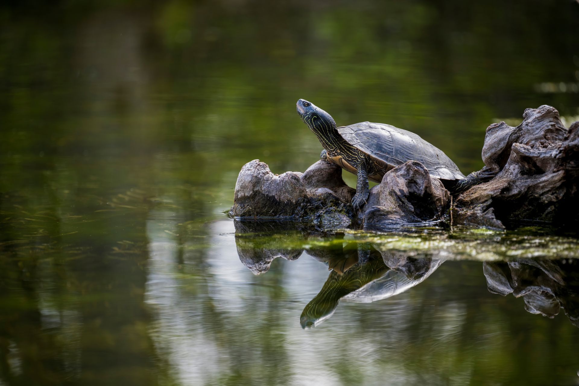 A turtle is sitting on a log in the water.