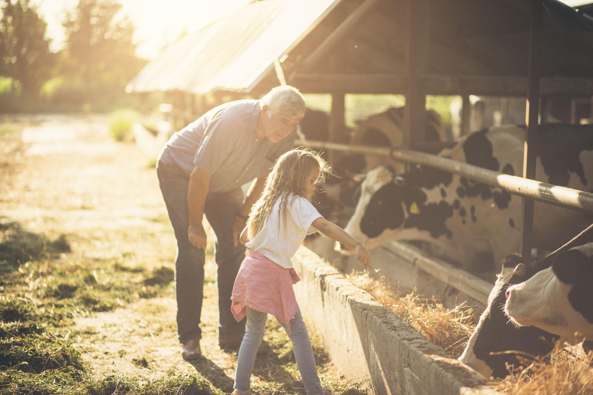 A man and a little girl are feeding cows on a farm.