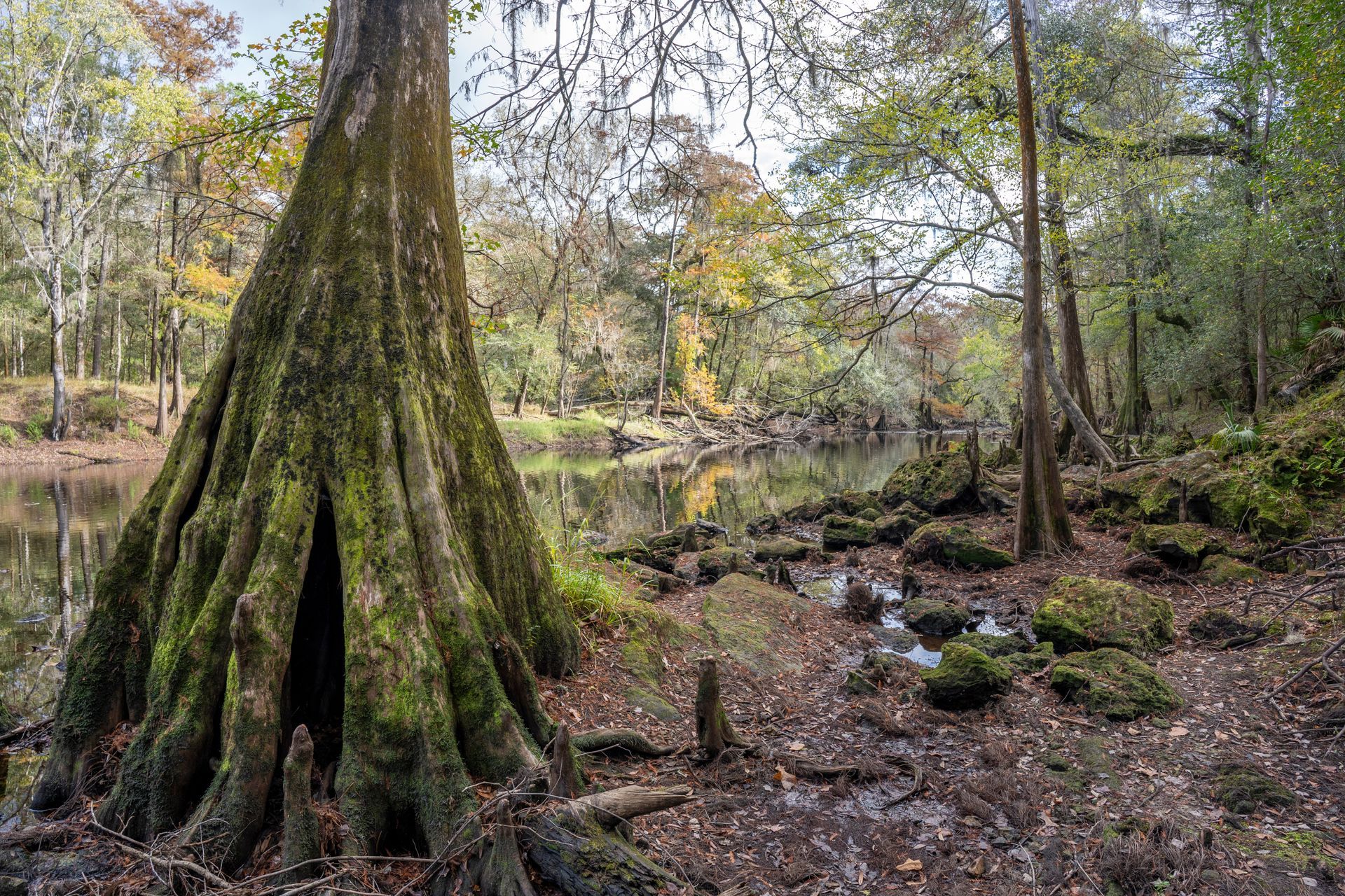 A large tree in the middle of a forest next to a river.