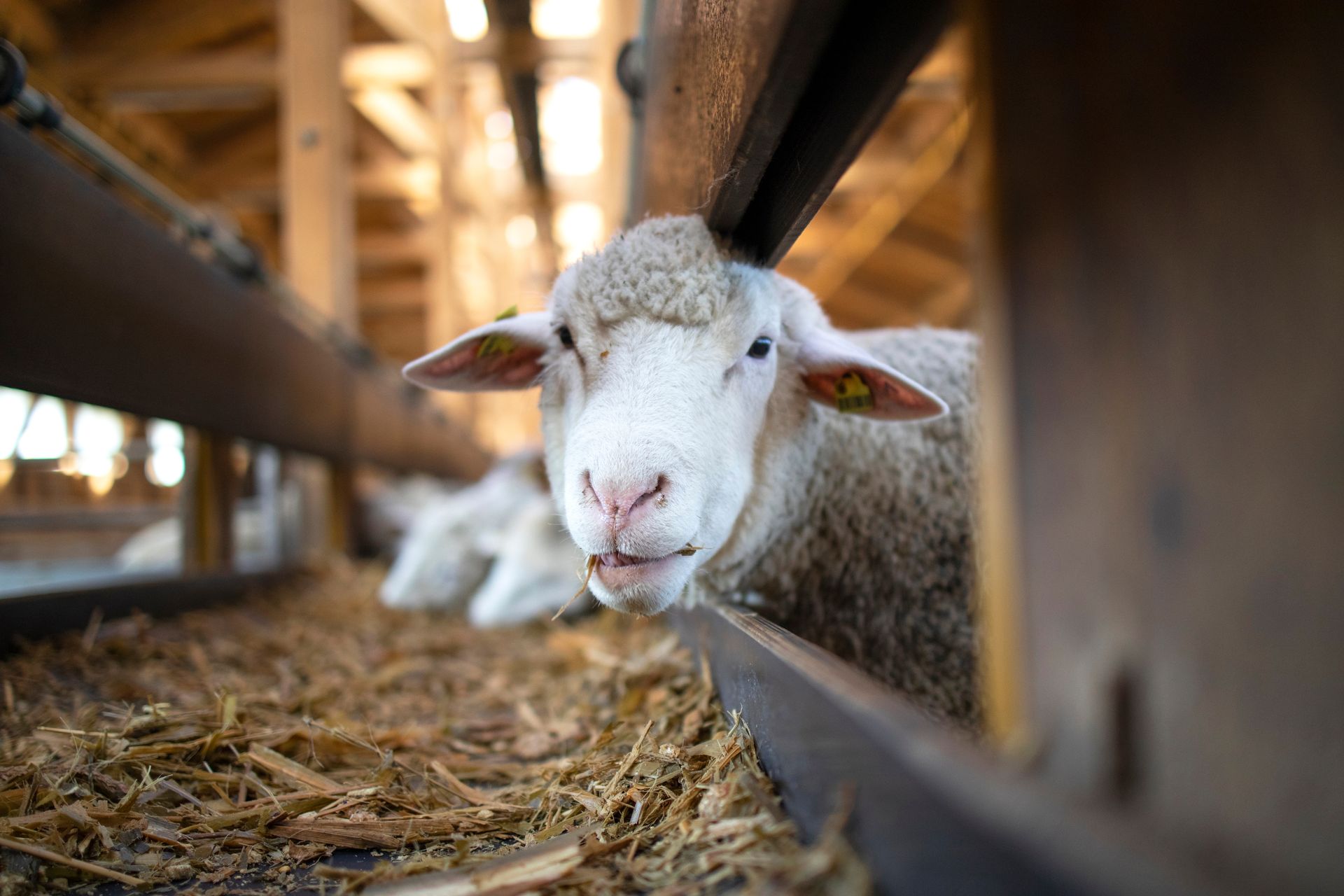 A sheep is eating hay from a trough in a barn.