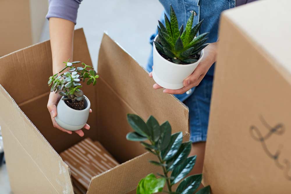 Woman Packing Plants To Cardboard Boxes — Twin Towns Removals Mid North Coast in Forster, NSW