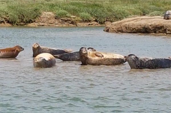 Seals by the River Stour