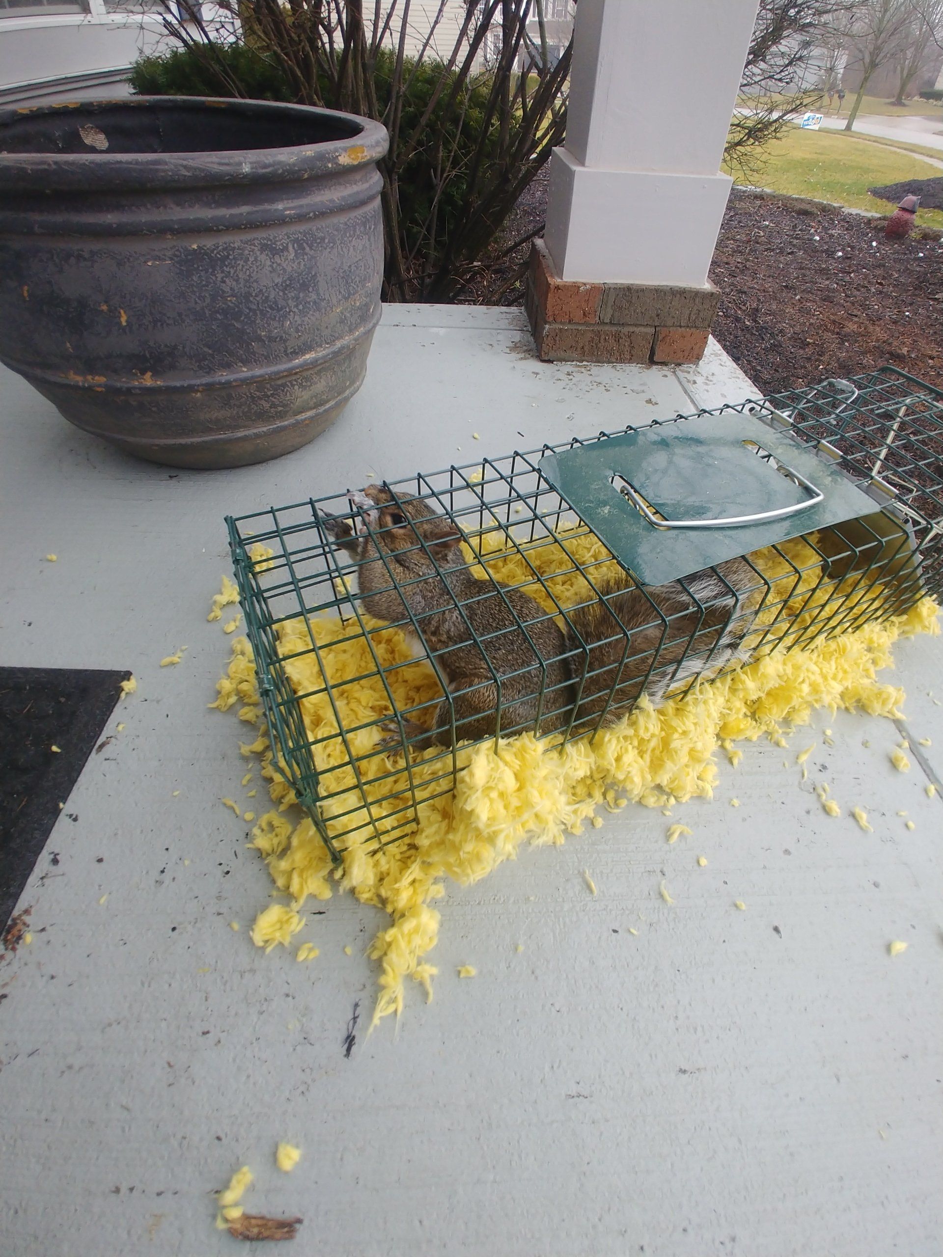 Squirrel Trapped In Cage — Chillicothe, OH — Muddy Waters Wildlife Control