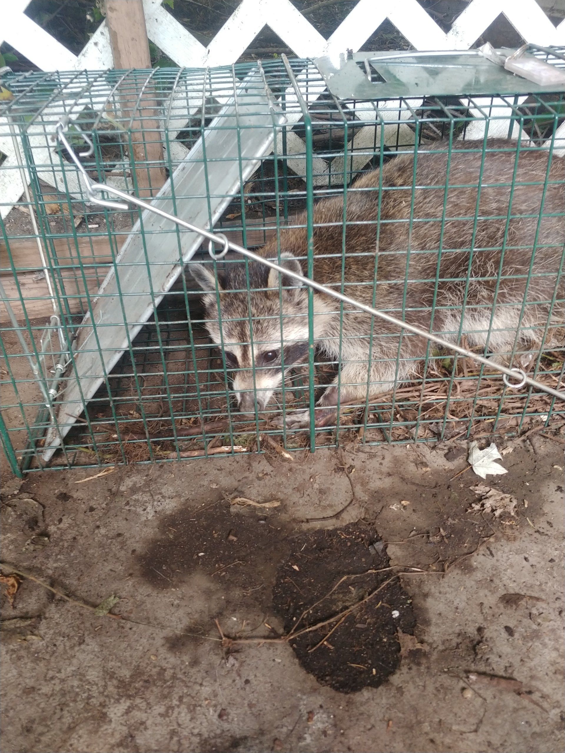 Lonely Raccoon — Chillicothe, OH — Muddy Waters Wildlife Control