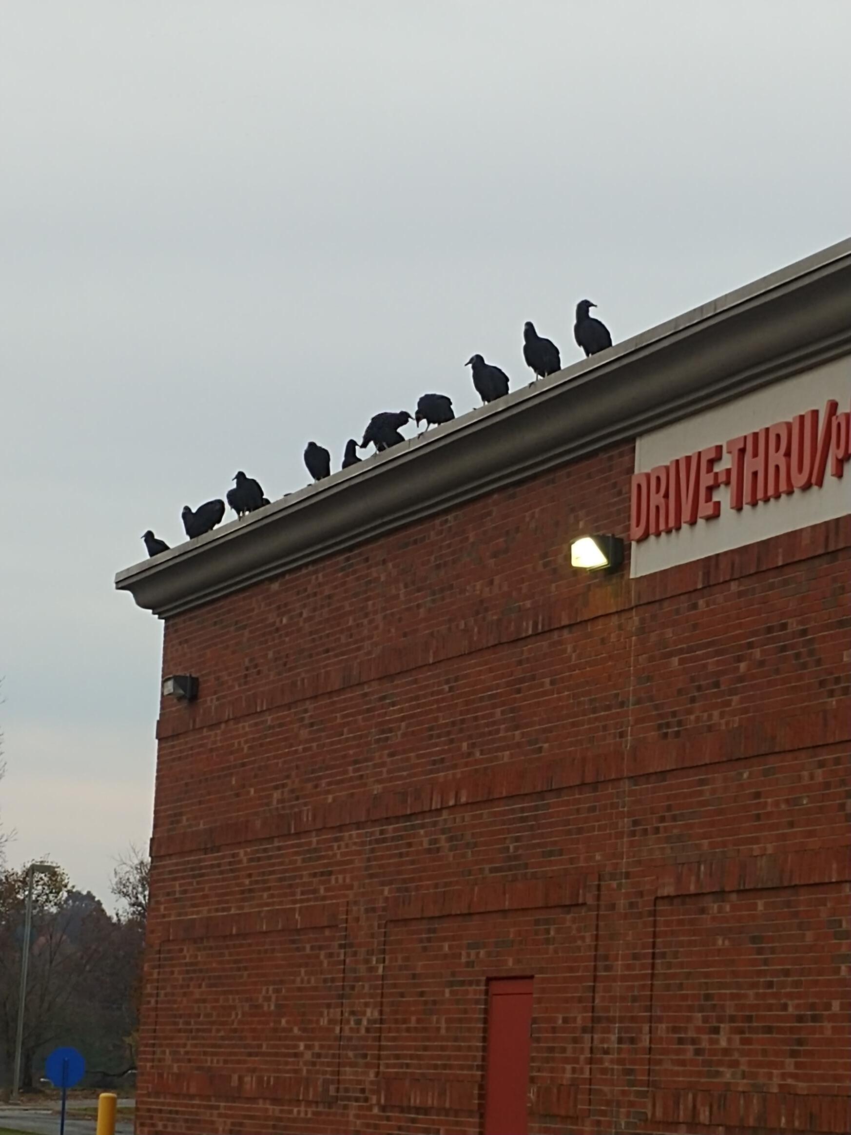 Crows On The Roof — Chillicothe, OH — Muddy Waters Wildlife Control