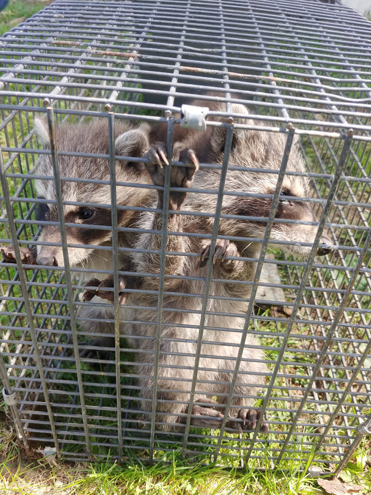 Raccoon In A Cage — Chillicothe, OH — Muddy Waters Wildlife Control