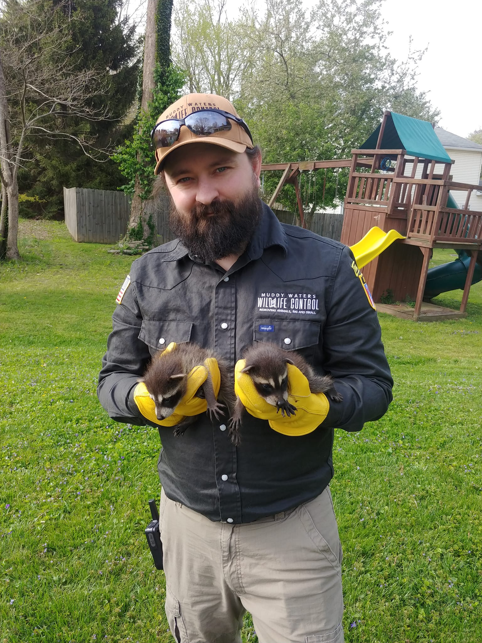 Man Carrying Two Raccoons — Chillicothe, OH — Muddy Waters Wildlife Control