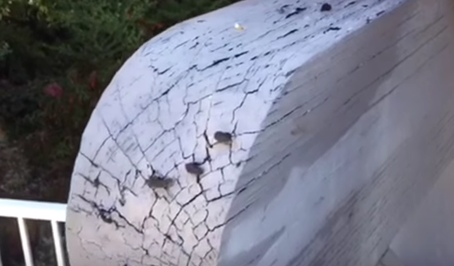 Three small brown birds on a weathered, cracked, light-colored wooden surface, likely a tree stump.