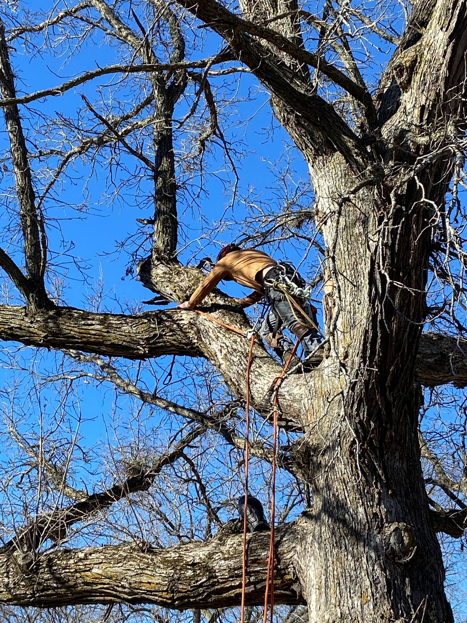 Tree Trimming | Elk River, MN | Gray Tree Care