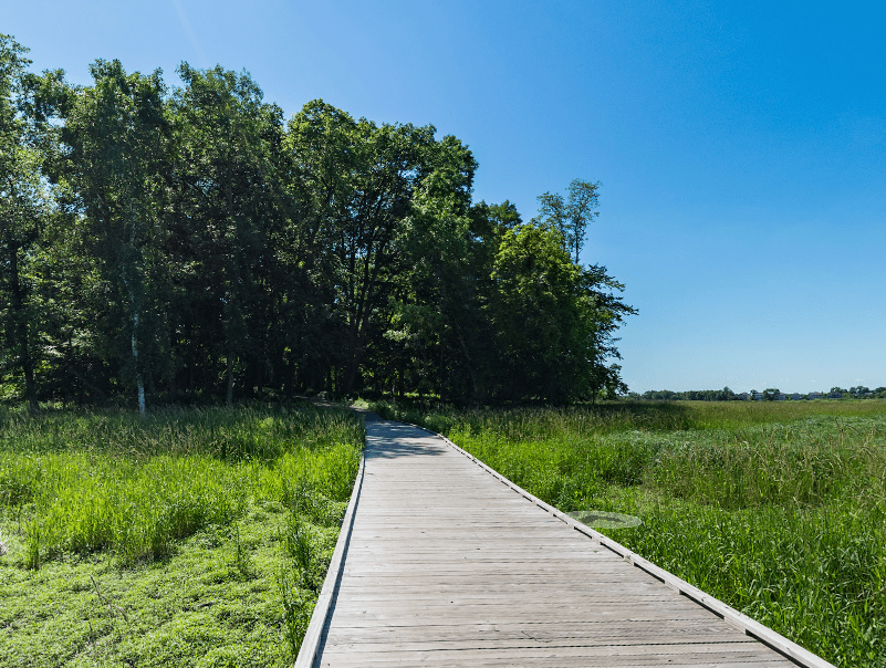 A wooden walkway going through a grassy field