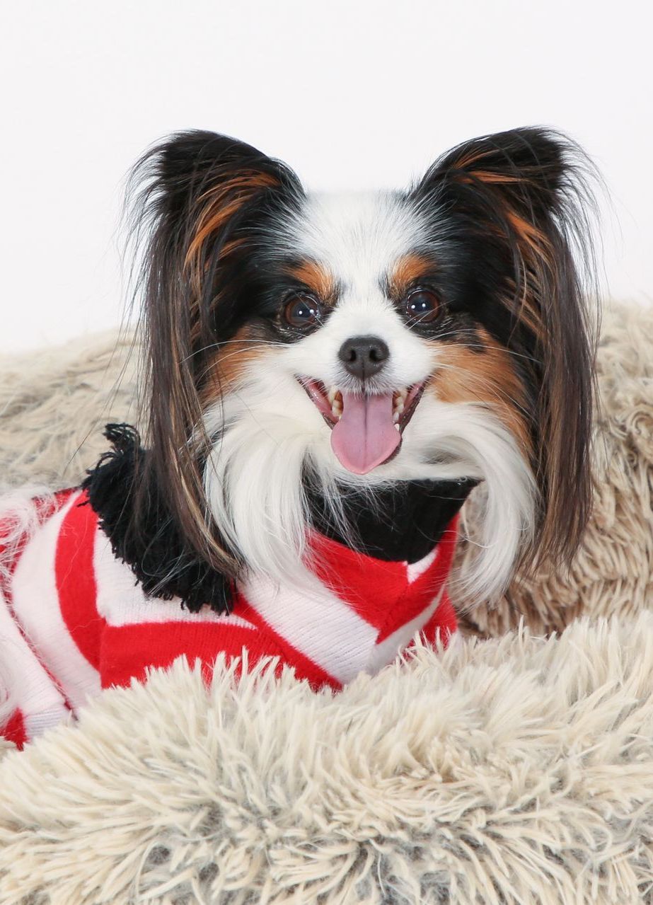 Pet portraits in New Orleans. Portrait studio in Metairie.