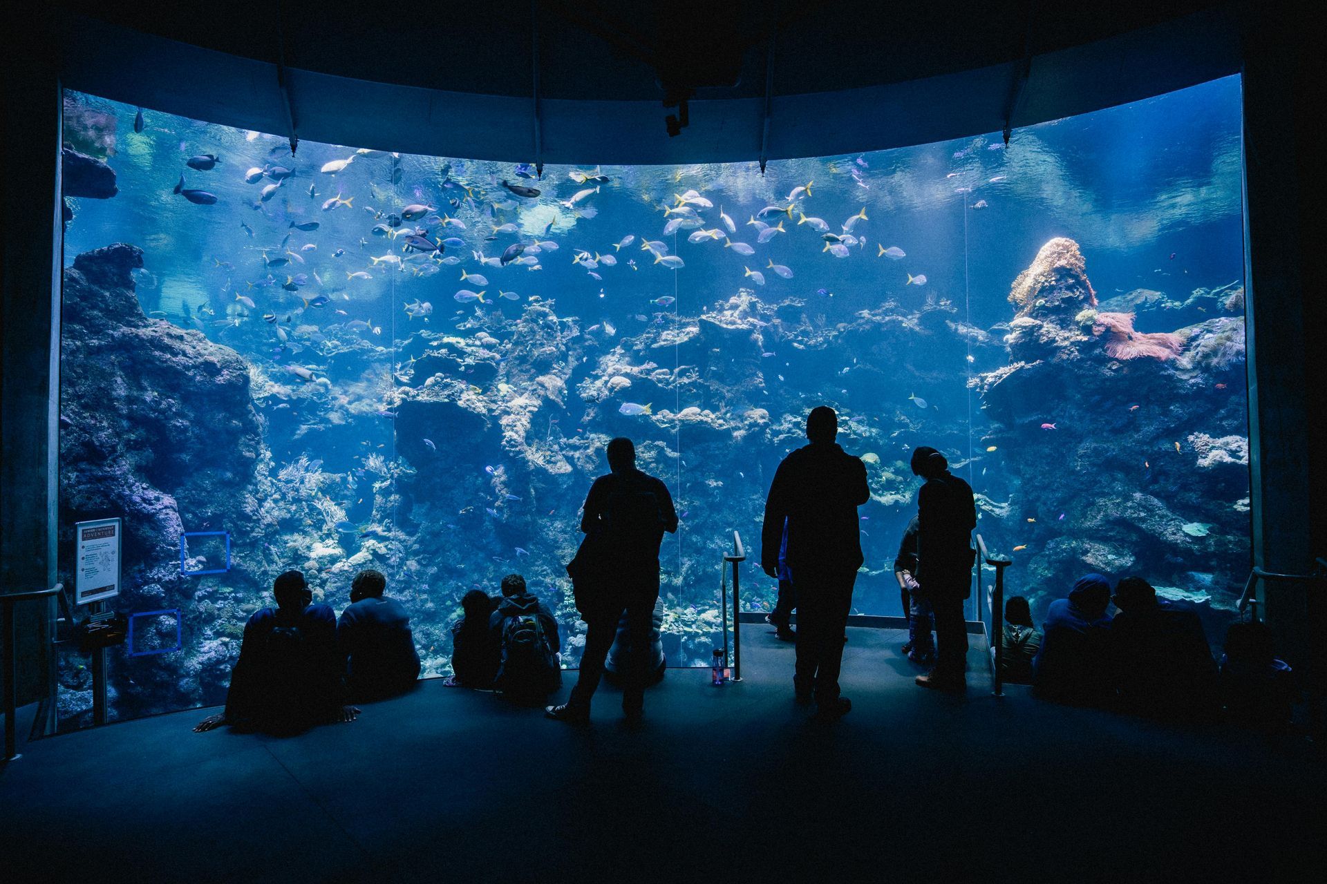 People observe a large aquarium tank filled with aquatic life. Dark silhouettes against the blue water.