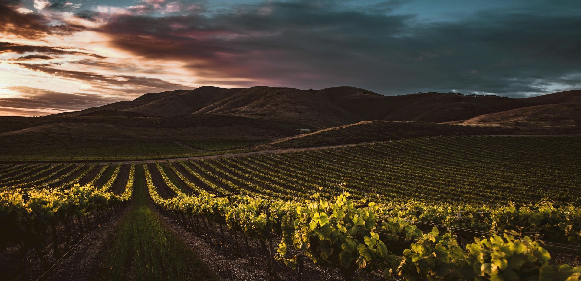 Vineyard landscape at dusk, rows of grapevines leading to rolling hills under a colorful sky.