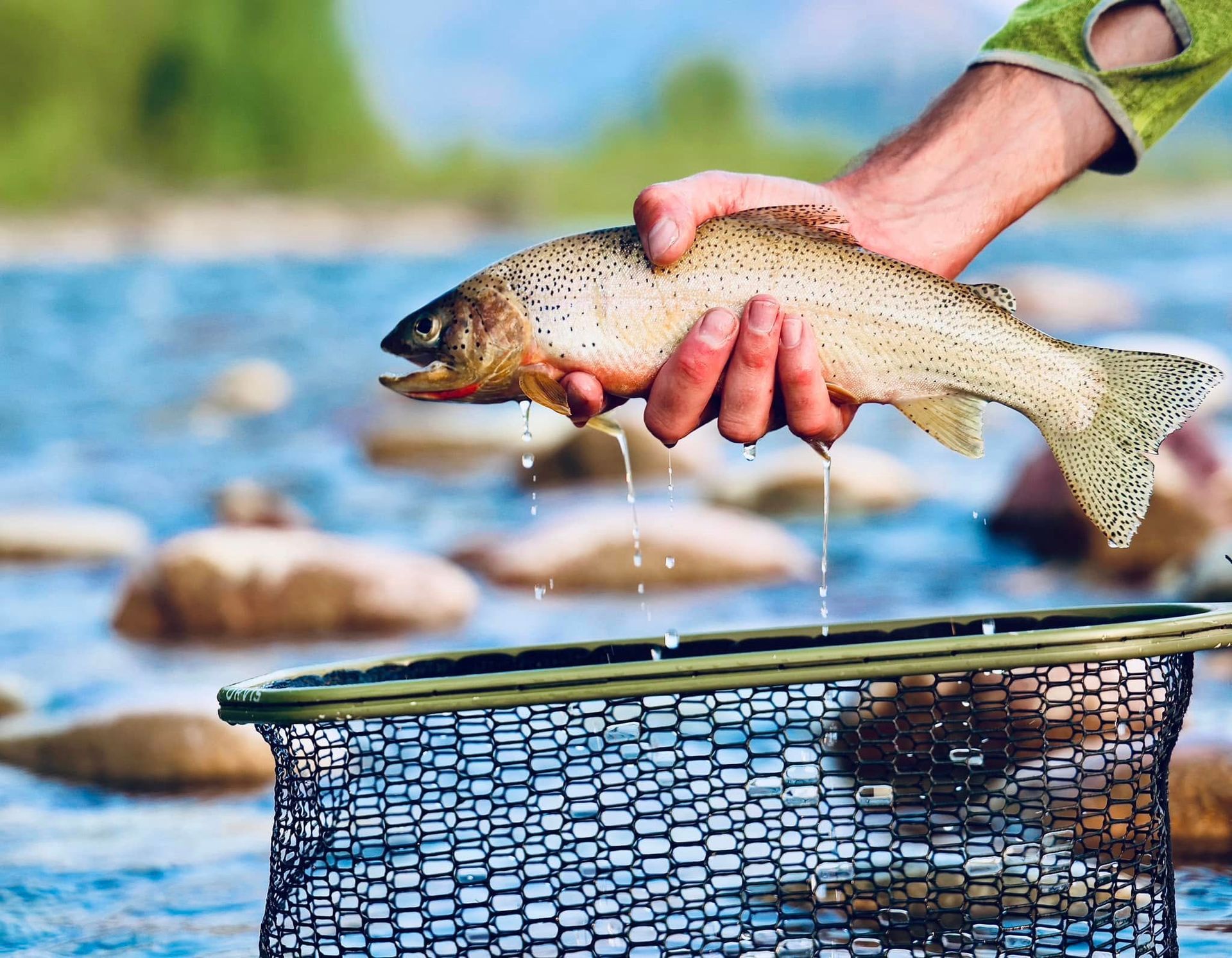 A person is holding a fish over a net in the water.