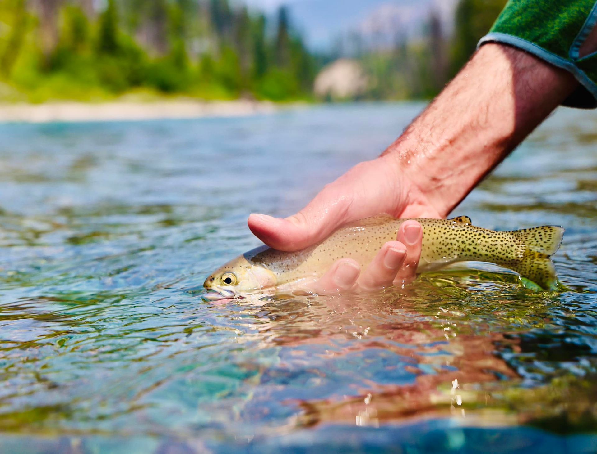 A person is holding a rainbow trout in their hands in a river.